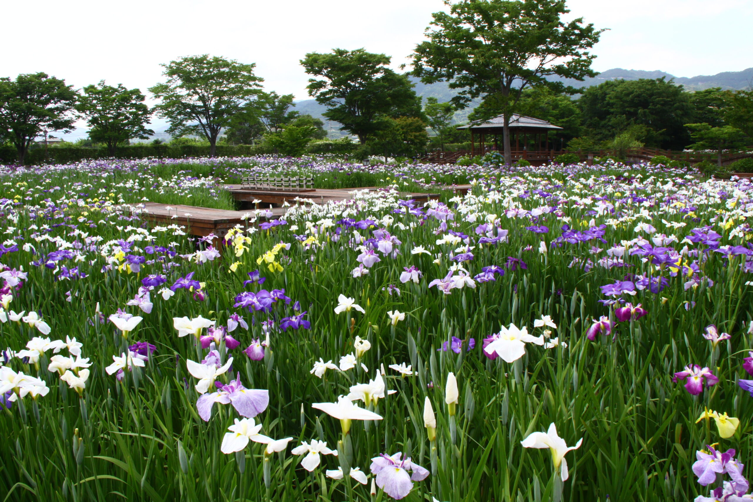 Yamato Central Park Iris Garden